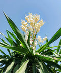 Soft Leaf Yucca