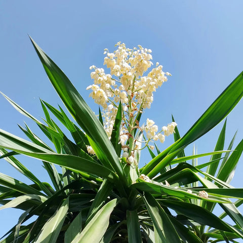 Soft Leaf Yucca