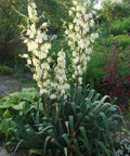 Soft Leaf Yucca