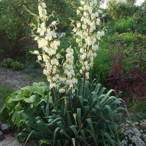 Soft Leaf Yucca