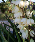 Soft Leaf Yucca