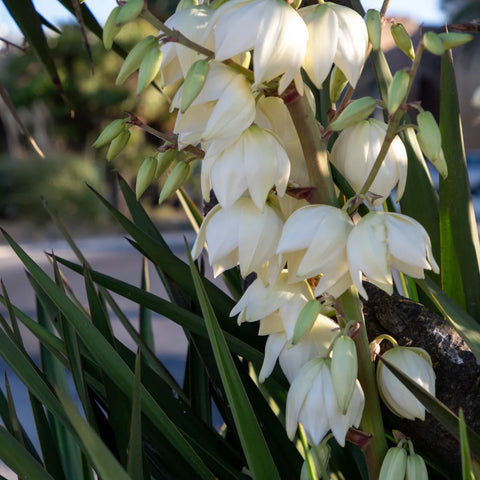 Soft Leaf Yucca
