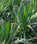Soft Leaf Yucca