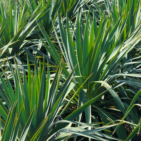 Soft Leaf Yucca