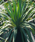 Soft Leaf Yucca