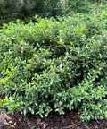 Soft Touch Holly Shrub