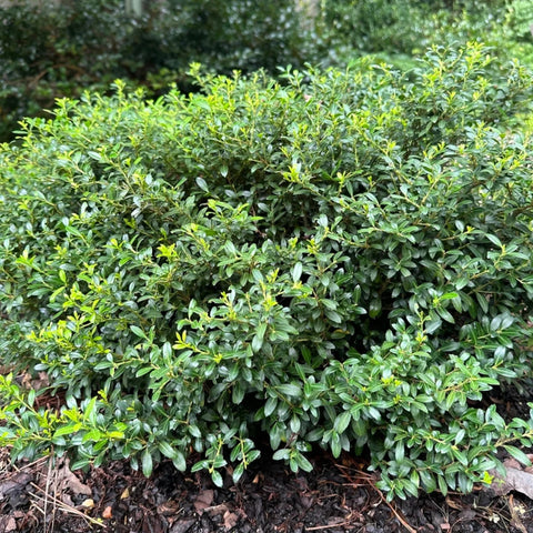 Soft Touch Holly Shrub
