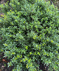 Soft Touch Holly Shrub