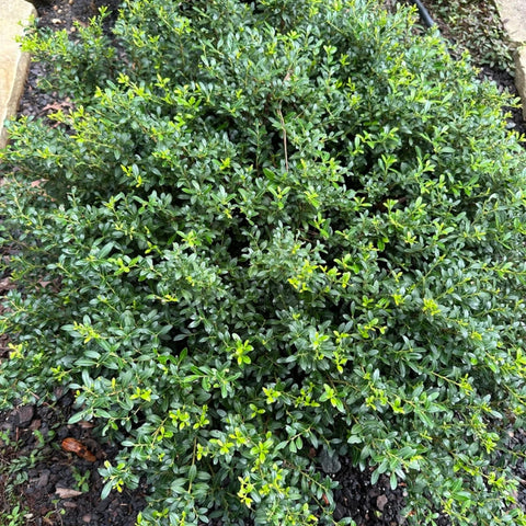 Soft Touch Holly Shrub