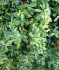 Soft Touch Holly Shrub Evergreen