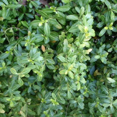 Soft Touch Holly Shrub Evergreen