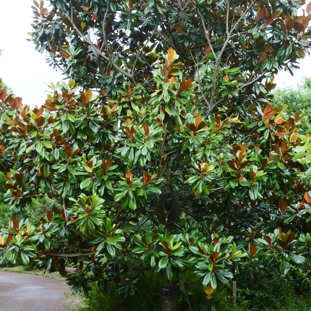 Southern Magnolia DD Blanchard