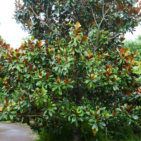 Southern Magnolia DD Blanchard