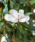 Southern Magnolia DD Blanchard