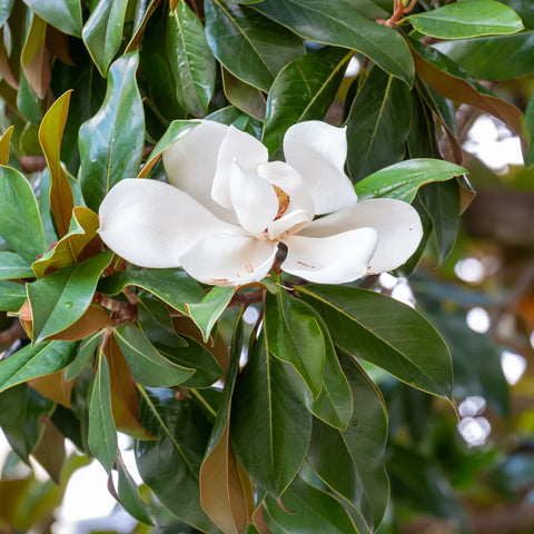 Southern Magnolia DD Blanchard