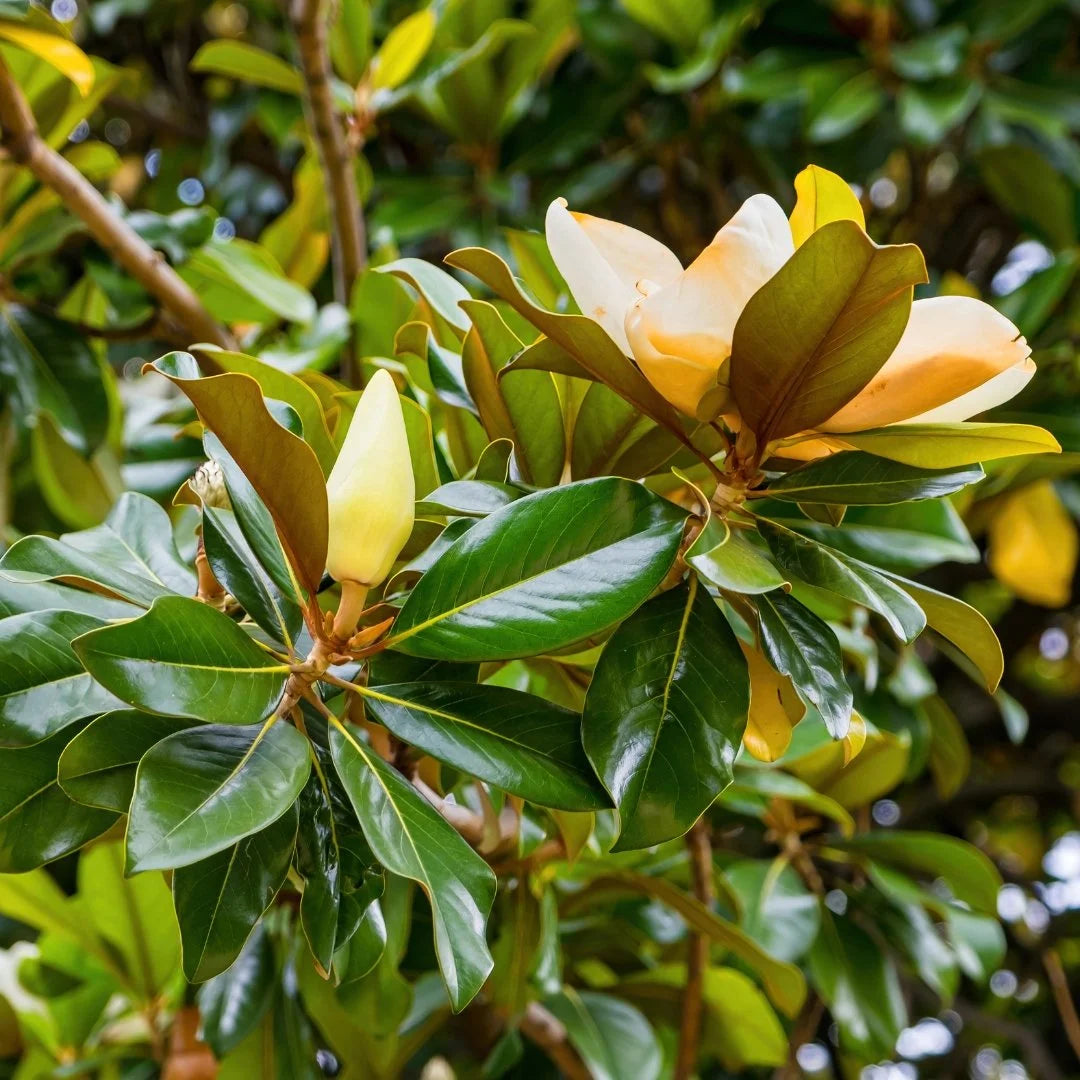 Southern Magnolia DD Blanchard