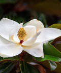 Southern Magnolia DD Blanchard