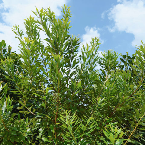 Southern Wax Myrtle