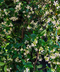 Star Jasmine Staked