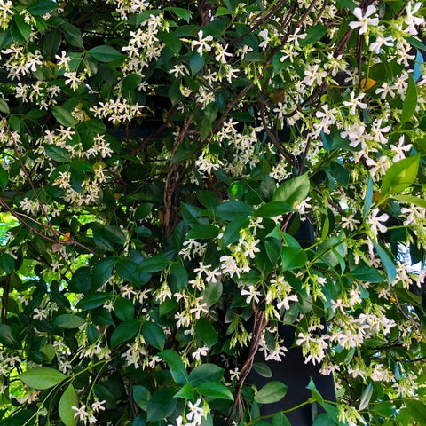 Star Jasmine Staked