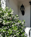 Star Jasmine Staked