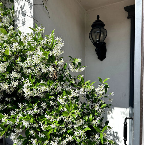 Star Jasmine Staked