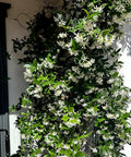 Star Jasmine Staked