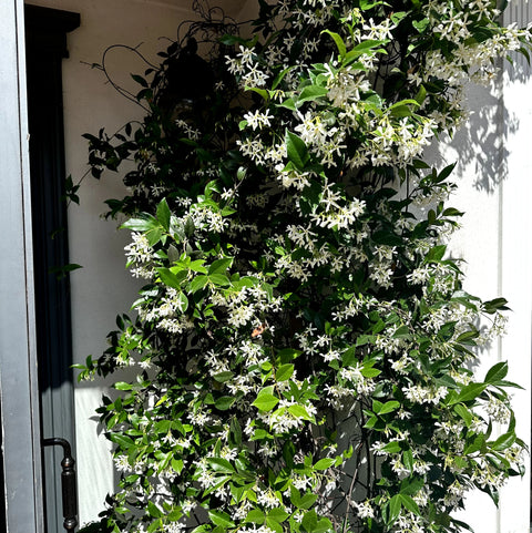 Star Jasmine Staked