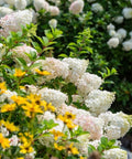 Strawberry Sundae® Hydrangea