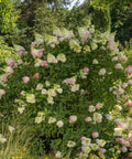 Strawberry Sundae® Hydrangea