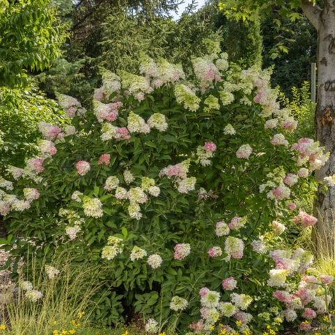 Strawberry Sundae® Hydrangea