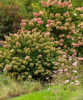 Strawberry Sundae® Hydrangea