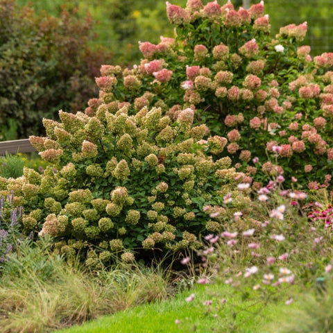 Strawberry Sundae® Hydrangea