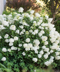 Strawberry Sundae® Hydrangea