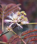 Summer Chocolate Mimosa Tree