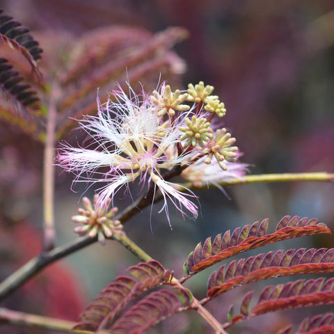 Summer Chocolate Mimosa Tree