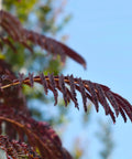 Summer Chocolate Mimosa Tree