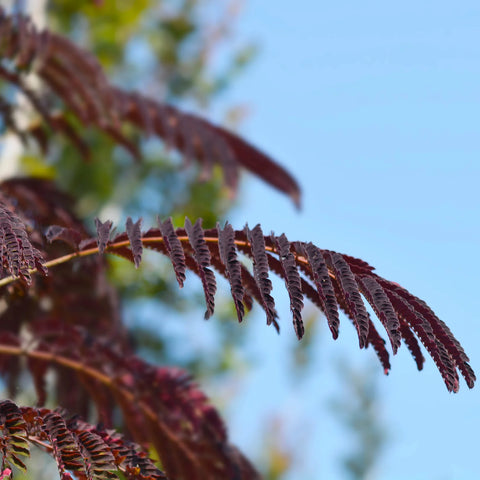 Summer Chocolate Mimosa Tree