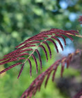 Summer Chocolate Mimosa Tree