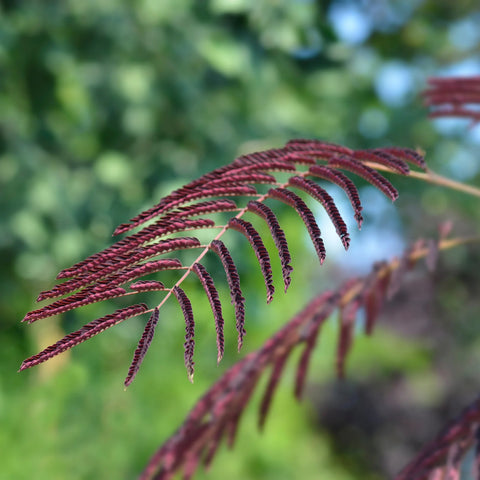 Summer Chocolate Mimosa Tree