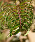 Summer Chocolate Mimosa Tree