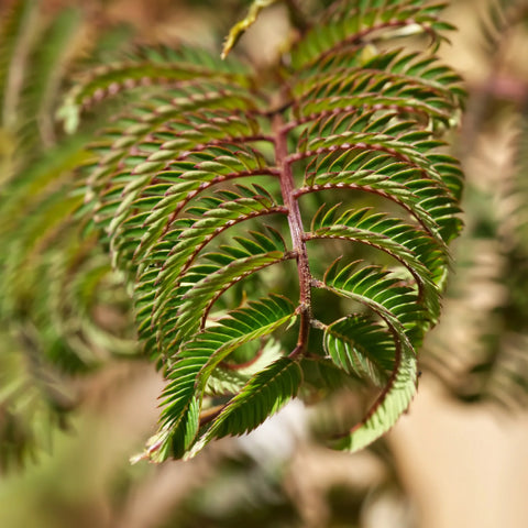 Summer Chocolate Mimosa Tree