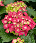 Summer Crush Endless Summer Hydrangea