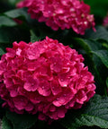 Summer Crush Endless Summer Hydrangea