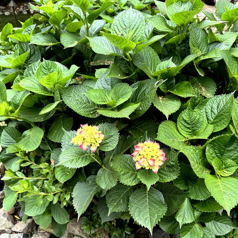 Summer Crush Hydrangea