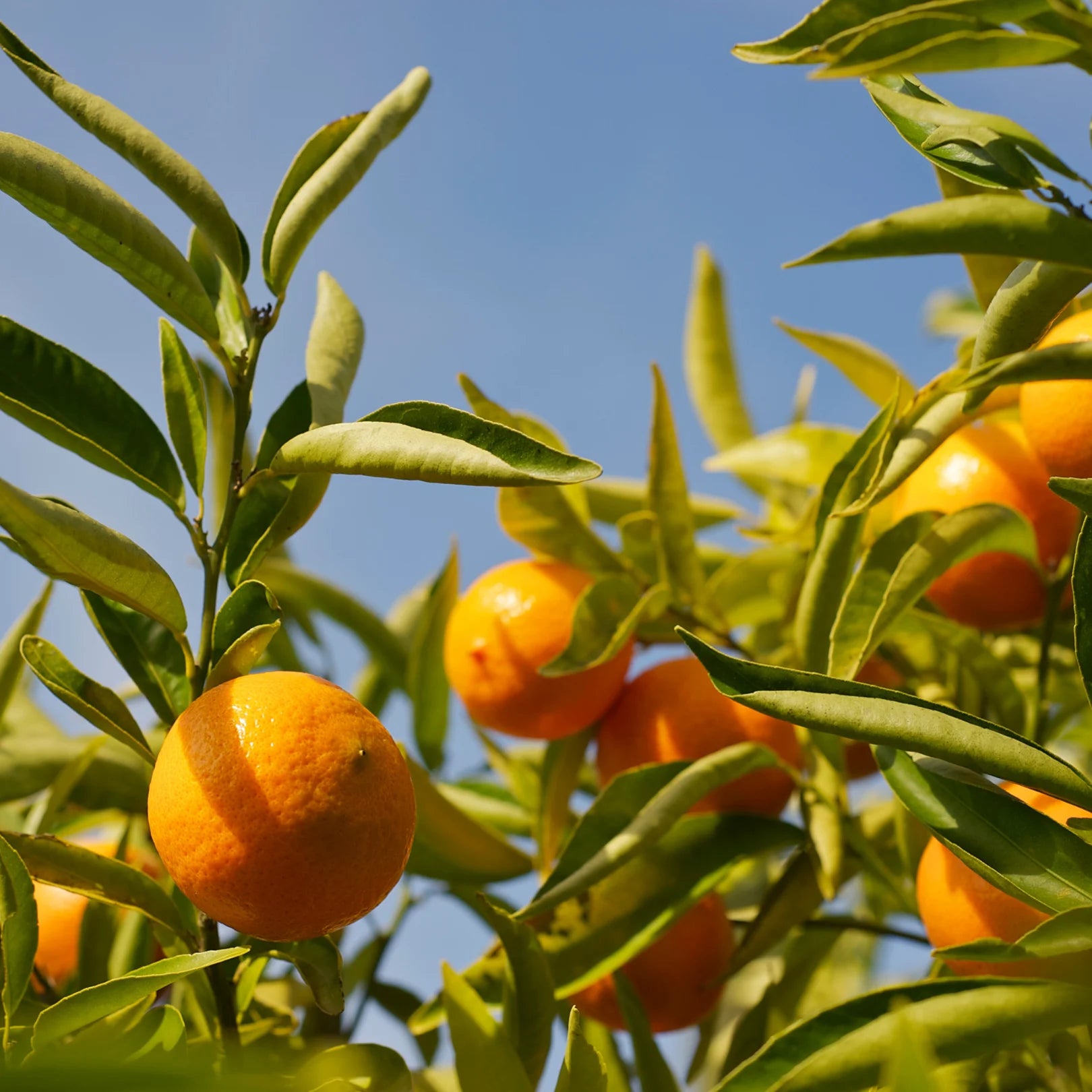 Sunburst Tangerine Tree | Popular Tangerine Orange Fruit Tree – Simply ...