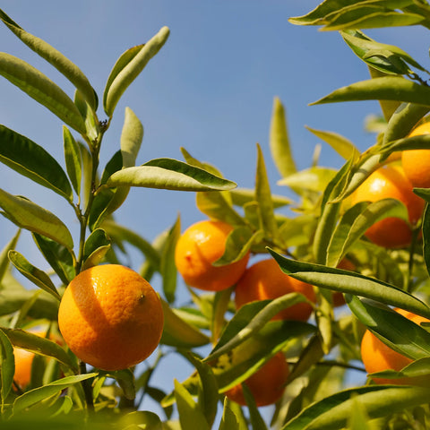 Sunburst Tangerine Tree