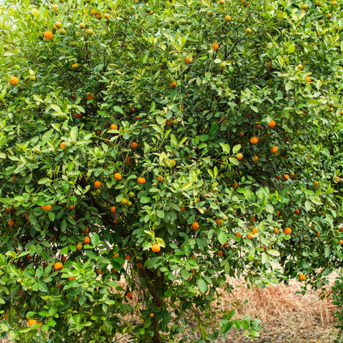 Sunburst Tangerine Tree