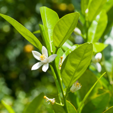 Sunburst Tangerine Tree