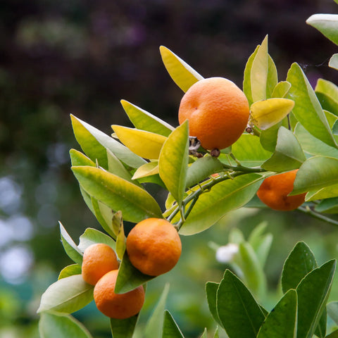 Sunburst Tangerine Tree